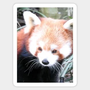 Red Panda Sticker